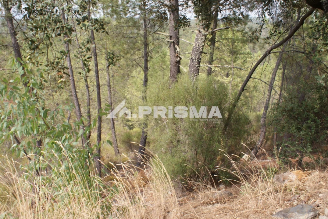 Terreno para Venda em Benquerenças Foto 4