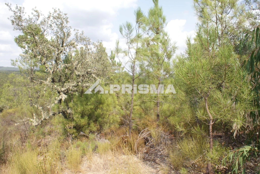 Terreno para Venda em Benquerenças Foto 5