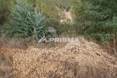 Terreno para Venda em Benquerenças