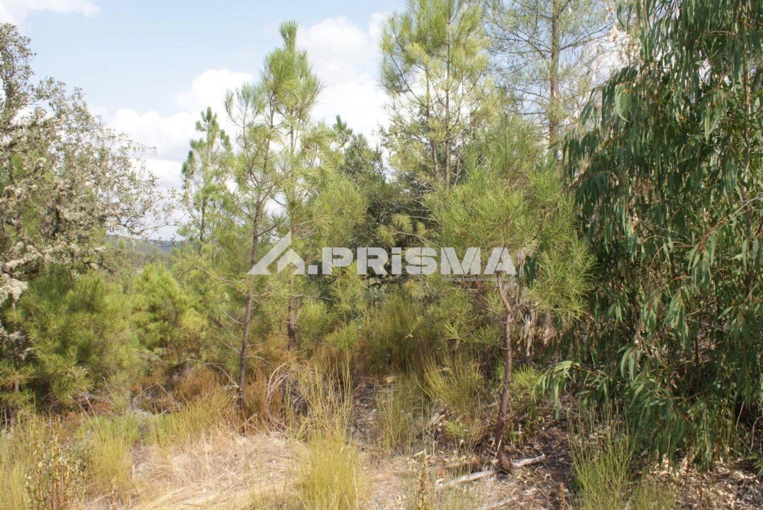 Terreno para Venda em Benquerenças Foto 6