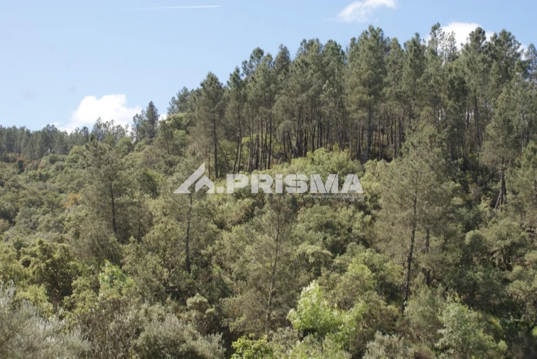 Terreno para Venda em Benquerenças Foto 18