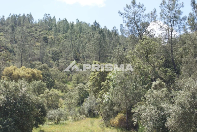 Terreno para Venda em Benquerenças Foto 30