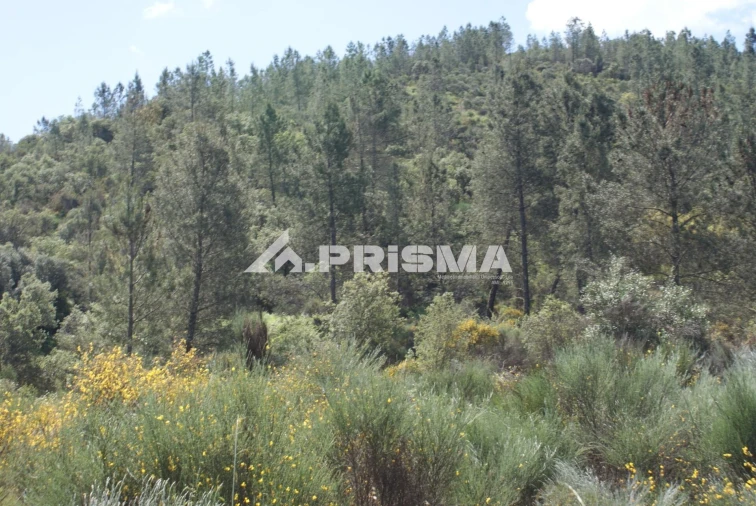 Terreno para Venda em Benquerenças Foto 19
