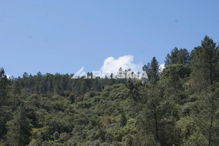Terreno para Venda em Benquerenças Foto 20
