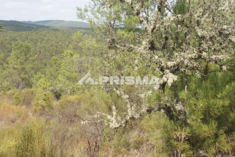 Terreno para Venda em Benquerenças Foto 7