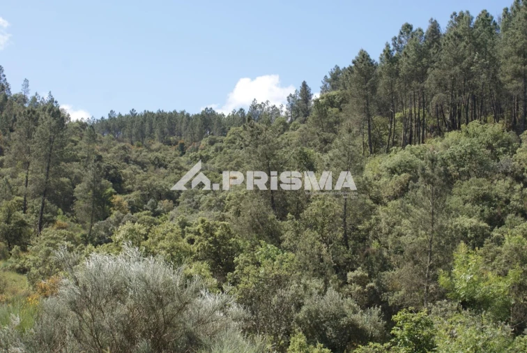 Terreno para Venda em Benquerenças Foto 17
