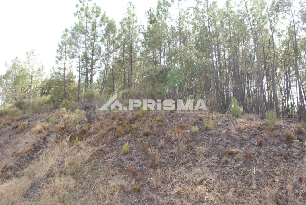 Terreno para Venda em Benquerenças Foto 8