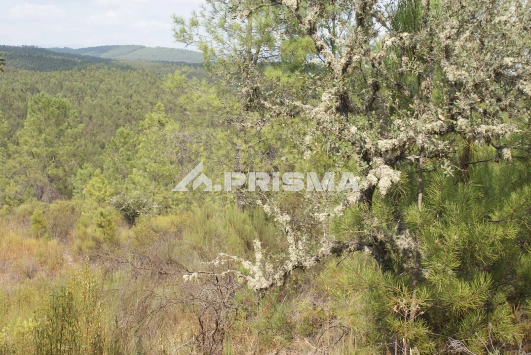 Terreno para Venda em Benquerenças Foto 7