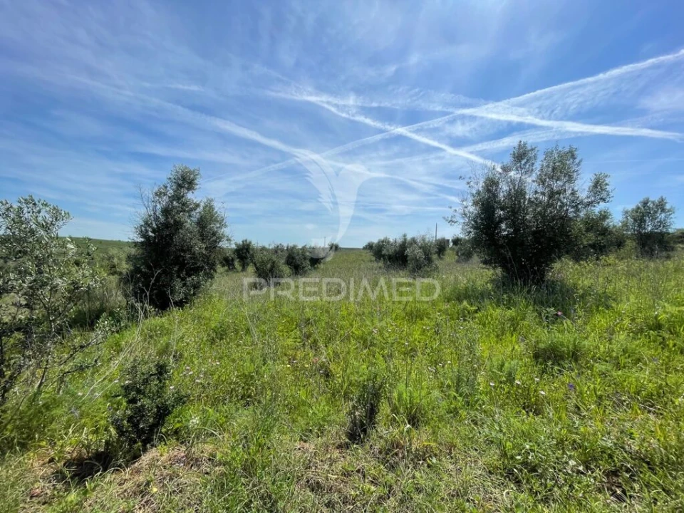 Terreno para Venda em Avis Foto 3