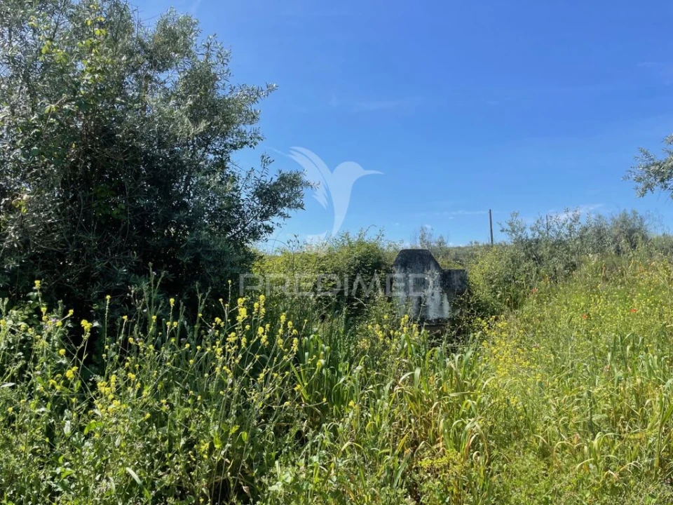 Terreno para Venda em Avis Foto 9