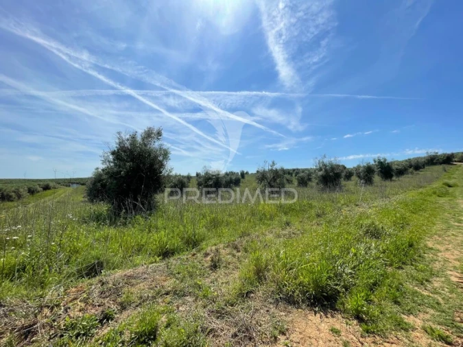 Terreno para Venda em Avis Foto 5