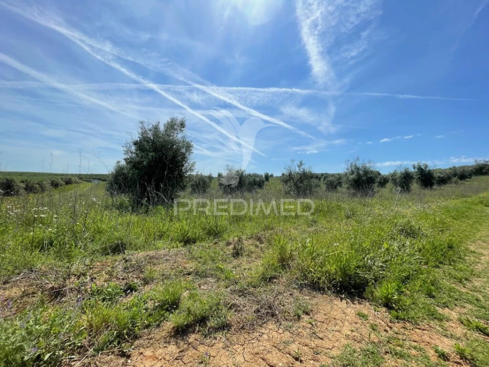 Terreno para Venda em Avis Foto 4