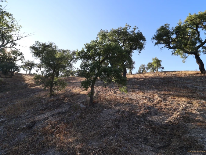 Terreno para Venda em Salir Foto 20