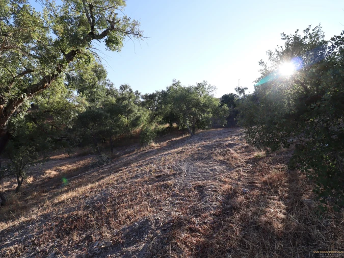 Terreno para Venda em Salir Foto 19