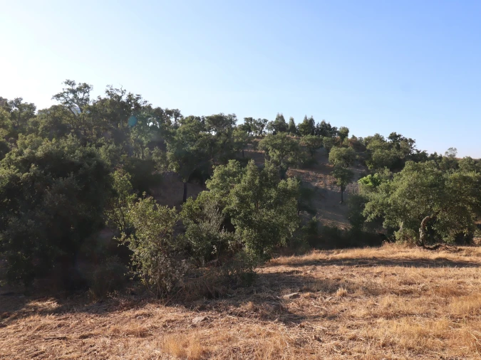 Terreno para Venda em Salir Foto 33