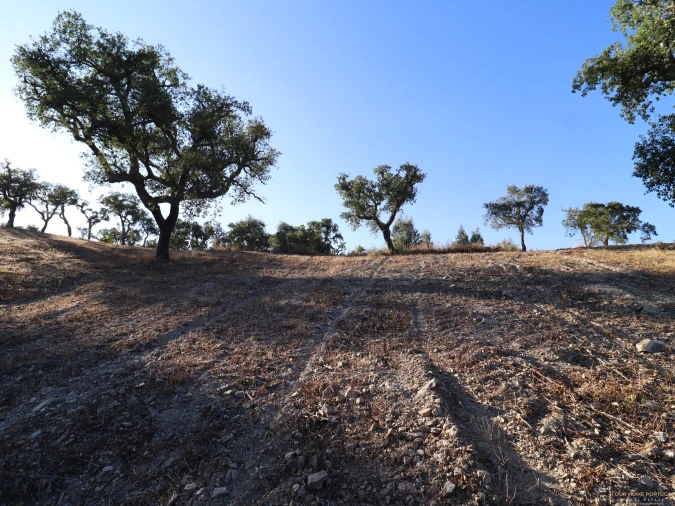 Terreno para Venda em Salir Foto 13