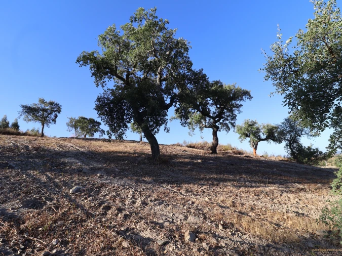 Terreno para Venda em Salir Foto 22