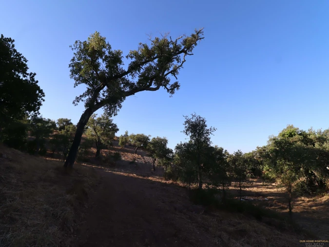 Terreno para Venda em Salir Foto 29