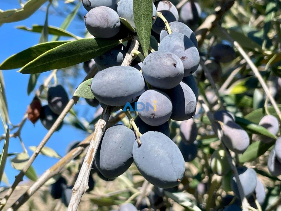 Quinta T2 para Venda em Póvoa de Rio de Moinhos e Cafede Foto 28