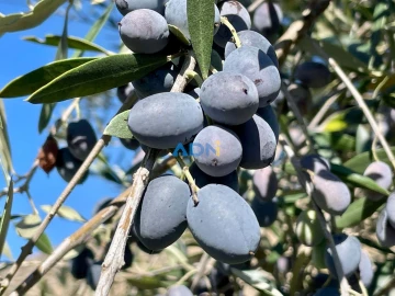 Quinta T2 para Venda em Póvoa de Rio de Moinhos e Cafede