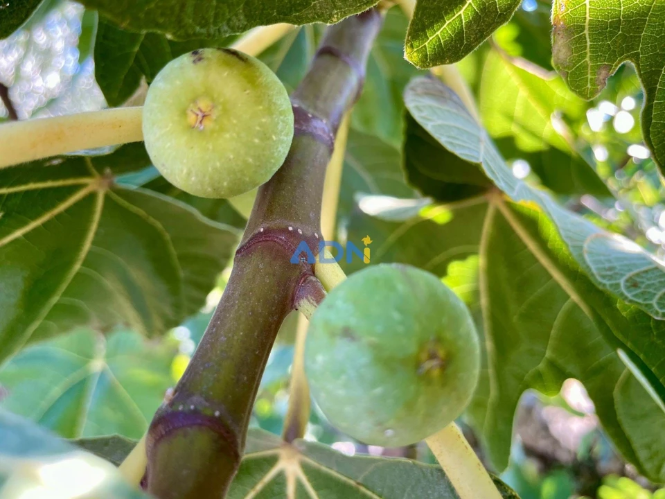 Quinta T2 para Venda em Póvoa de Rio de Moinhos e Cafede Foto 25