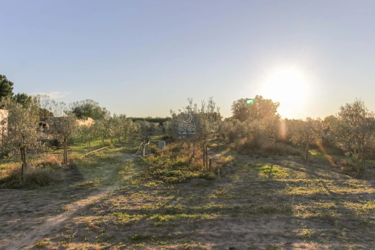 Terreno Agricola ou Rústico para Venda em Benfica do Ribatejo Foto 3