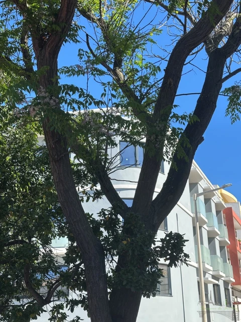 Prédio para Venda em Faro (Sé e São Pedro)