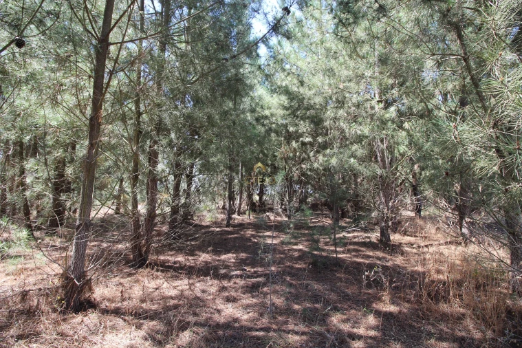 Quinta para Venda em Benavente Foto 19