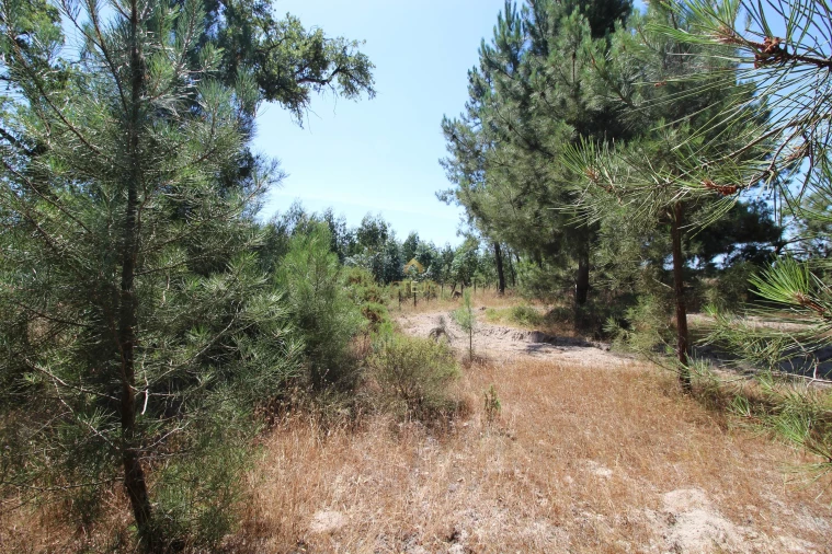 Quinta para Venda em Benavente Foto 41