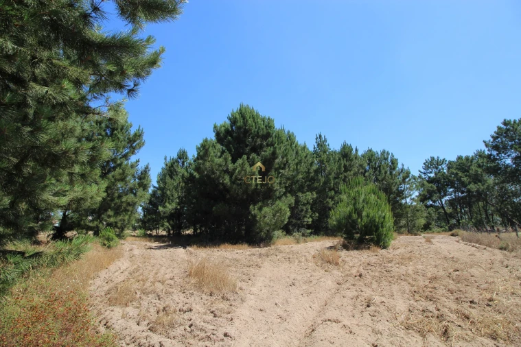 Quinta para Venda em Benavente Foto 43