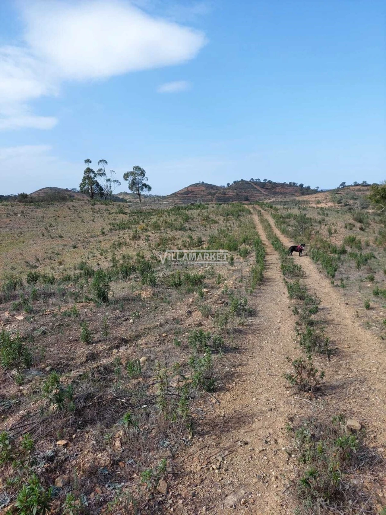 Terreno para Venda em Ourique Foto 3
