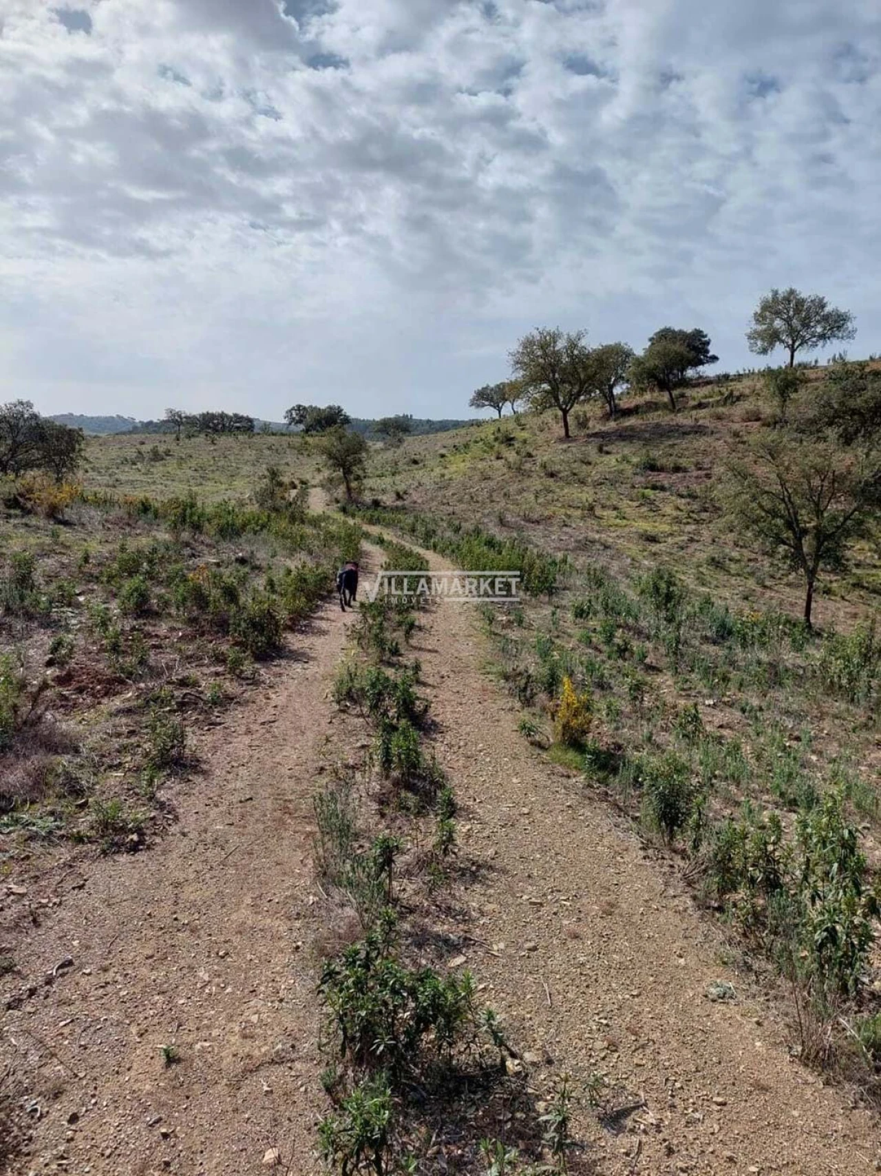 Terreno para Venda em Ourique Foto 11