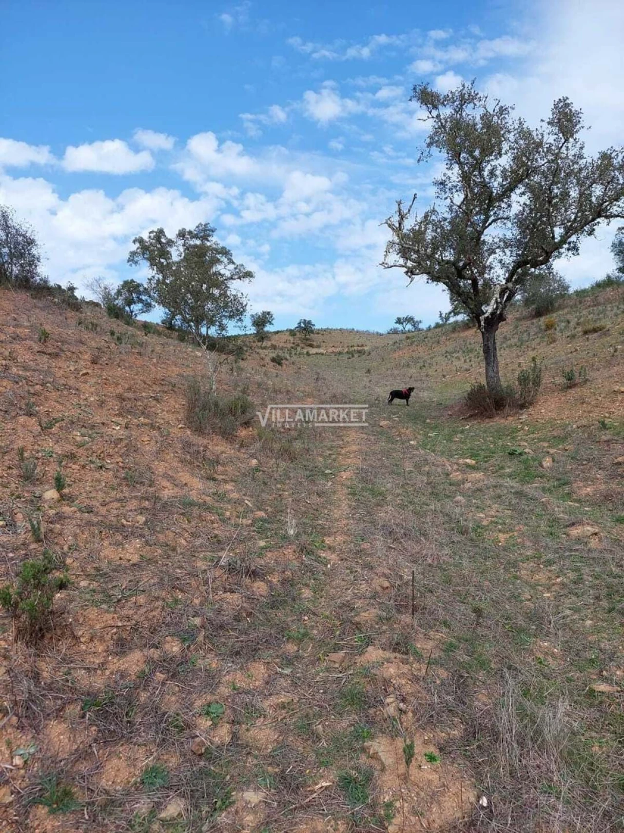 Terreno para Venda em Ourique Foto 8