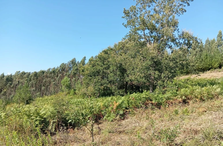 Terreno para Venda em Alvorninha Foto 6