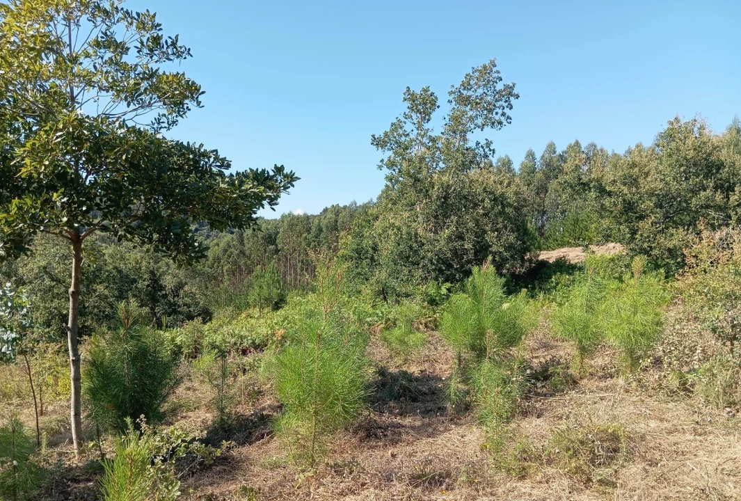 Terreno para Venda em Alvorninha Foto 2