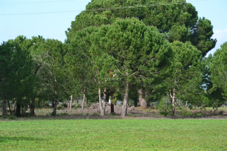 Terreno Agricola ou Rústico para Venda em Poceirão e Marateca Foto 14