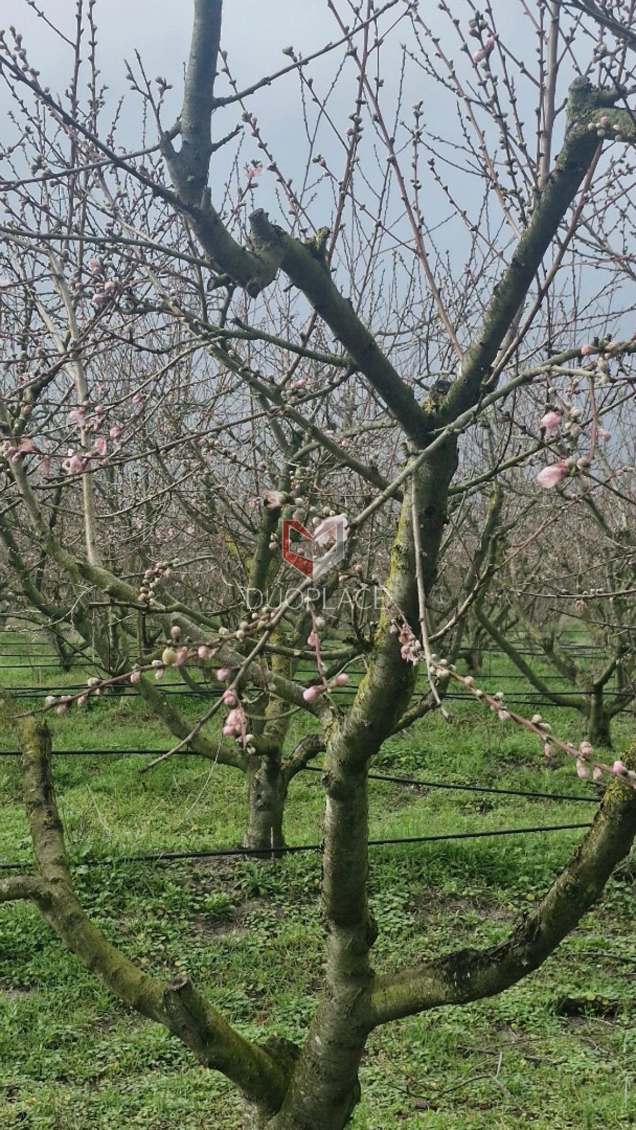 Quinta T0 para Venda em Poceirão e Marateca Foto 75