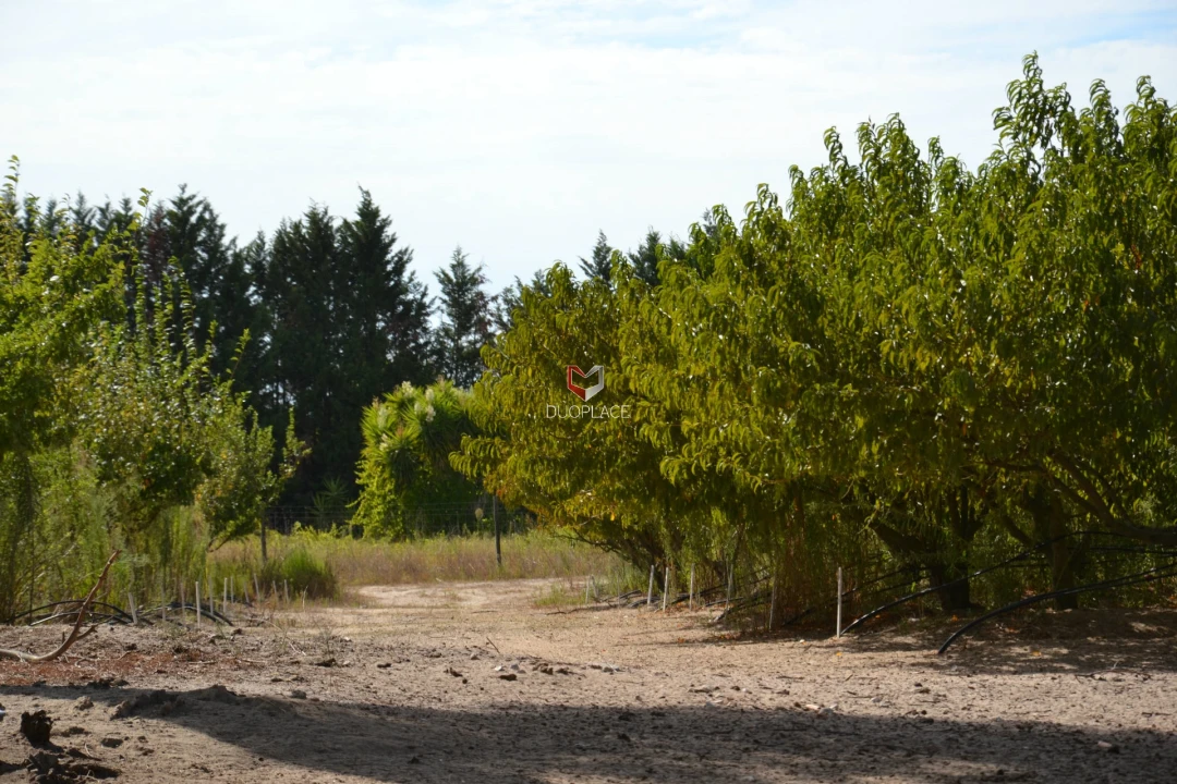 Quinta T0 para Venda em Poceirão e Marateca Foto 7