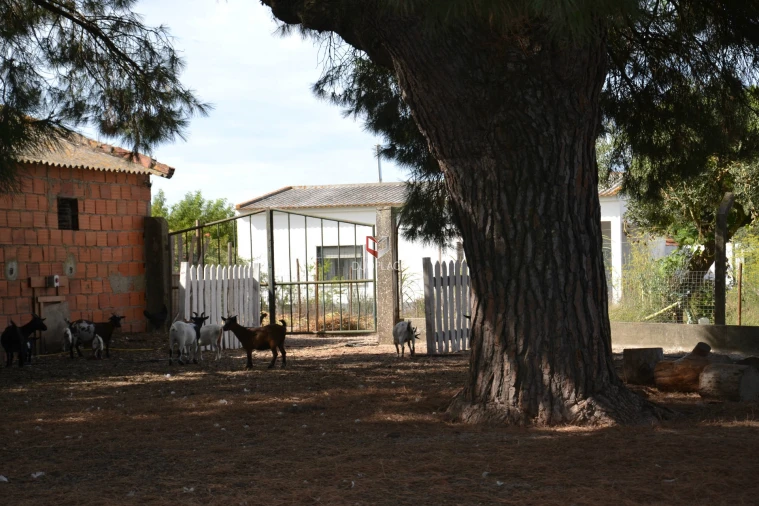 Quinta T0 para Venda em Poceirão e Marateca Foto 18