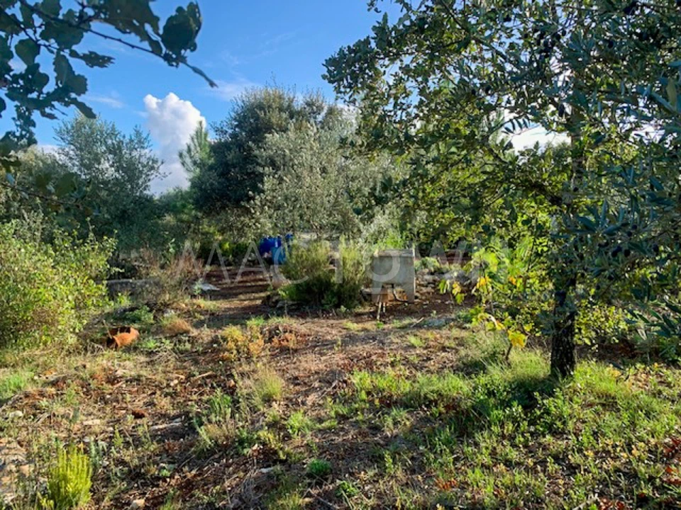 Terreno para Venda em Brogueira, Parceiros de Igreja e Alcorochel Foto 5