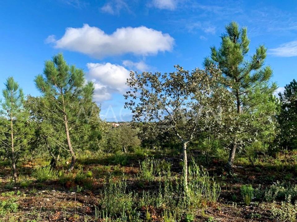 Terreno para Venda em Brogueira, Parceiros de Igreja e Alcorochel Foto 12