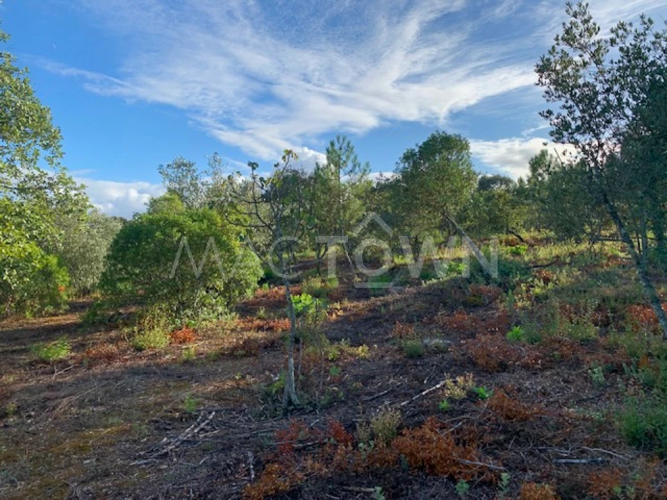 Terreno para Venda em Brogueira, Parceiros de Igreja e Alcorochel Foto 20