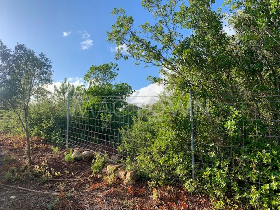 Terreno para Venda em Brogueira, Parceiros de Igreja e Alcorochel Foto 23