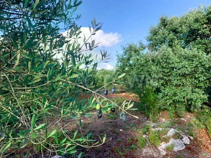 Terreno para Venda em Brogueira, Parceiros de Igreja e Alcorochel Foto 7