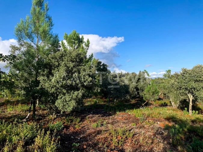 Terreno para Venda em Brogueira, Parceiros de Igreja e Alcorochel Foto 13