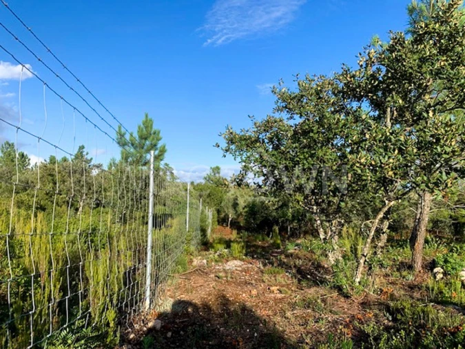Terreno para Venda em Brogueira, Parceiros de Igreja e Alcorochel Foto 14
