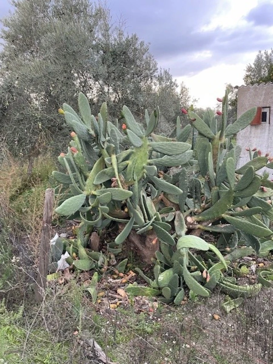 Quinta para Venda em Benavila e Valongo Foto 10