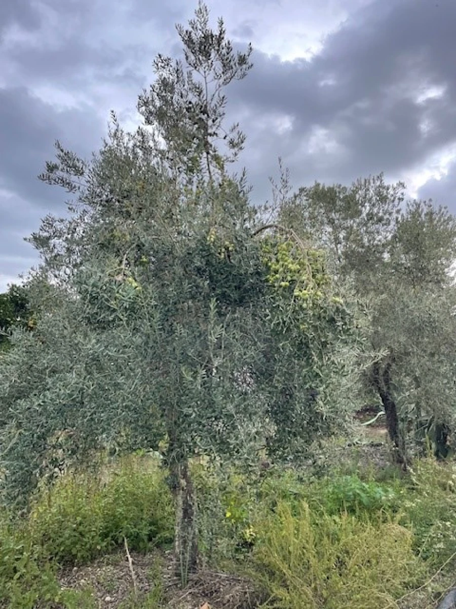 Quinta para Venda em Benavila e Valongo Foto 11