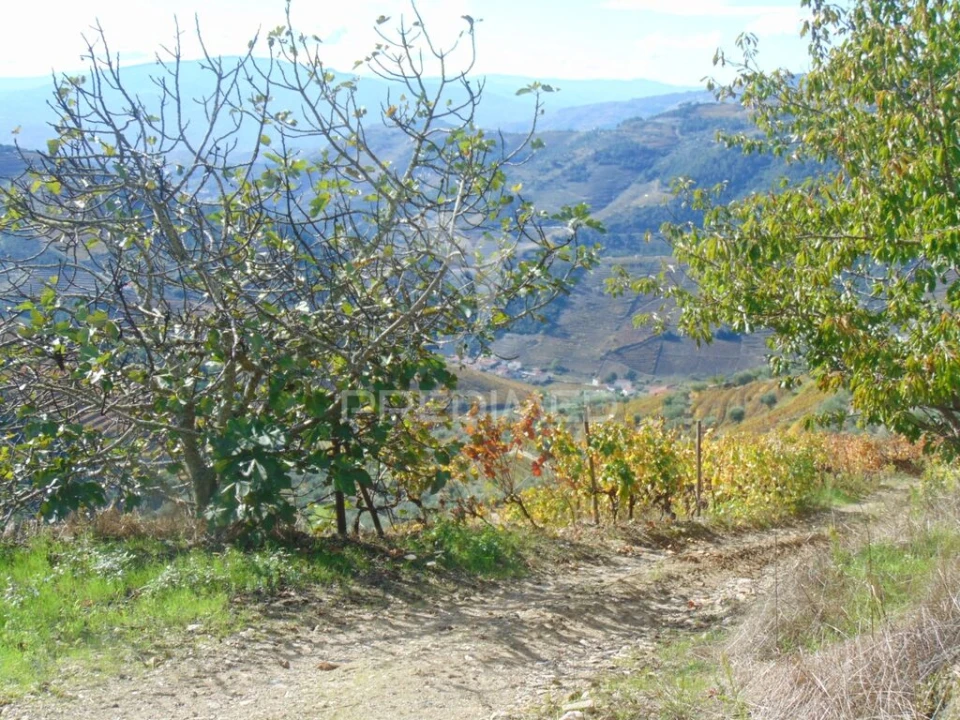 Quinta para Venda em Abaças Foto 11