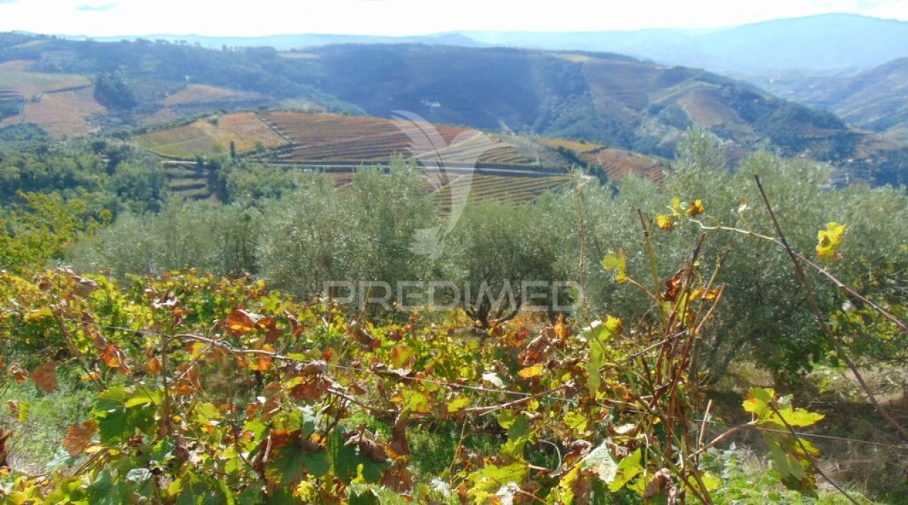 Quinta para Venda em Abaças Foto 10